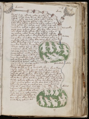 Voynich-141_.jpg